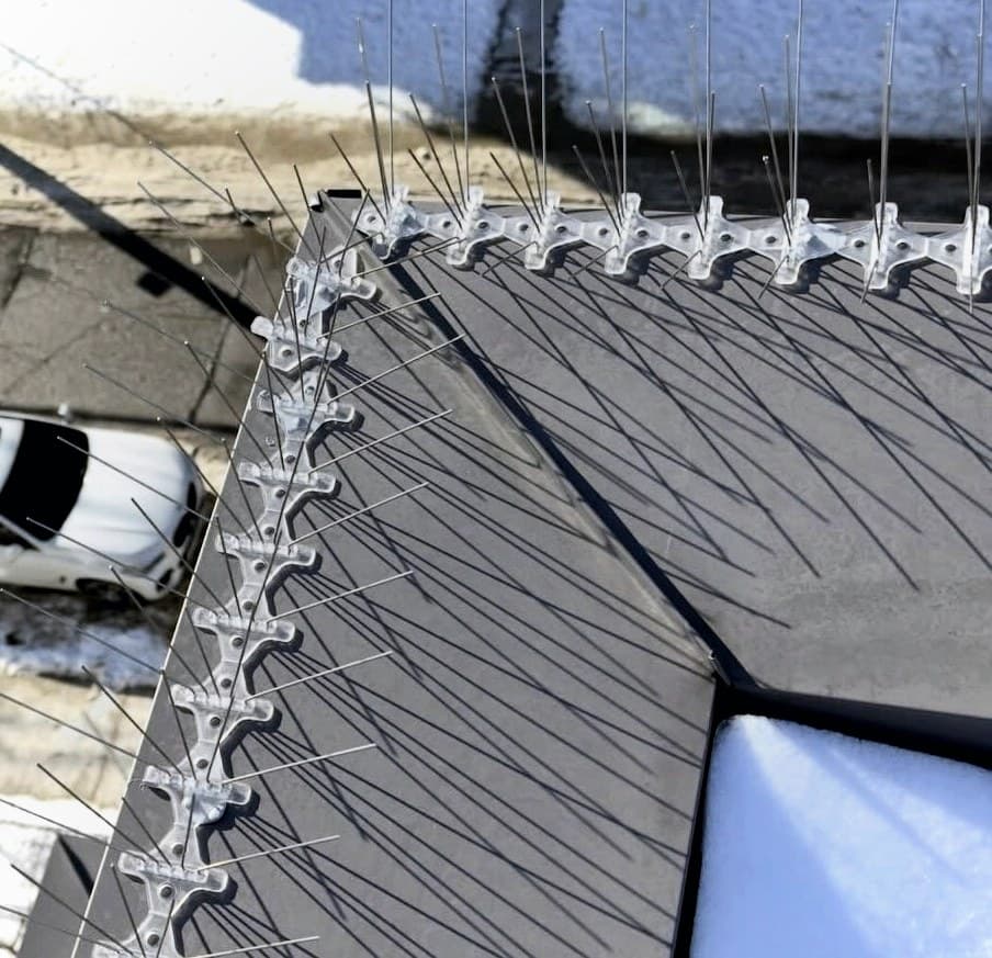 Close-up of a bird-spike installation