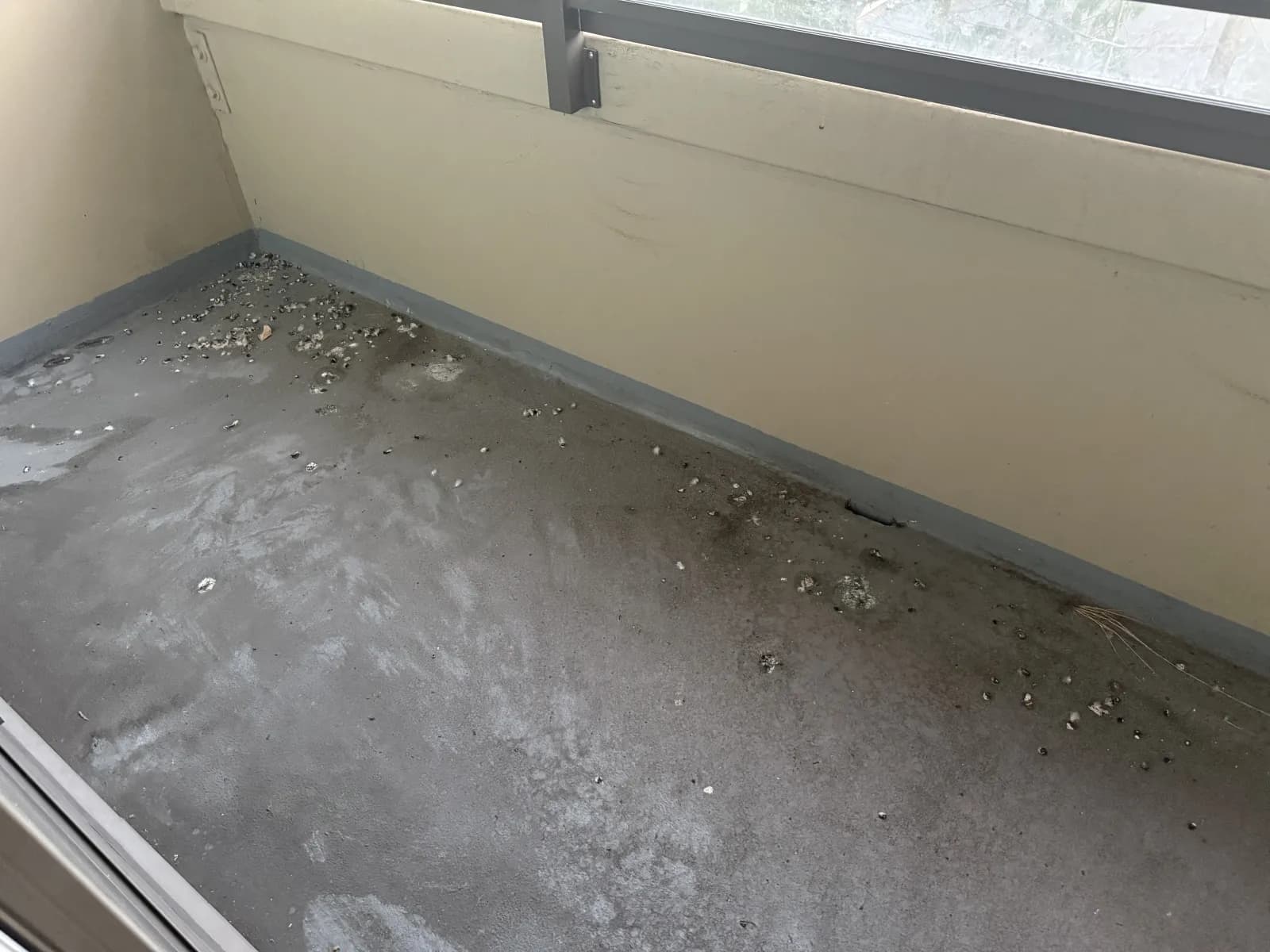 Close view of pigeon droppings and debris before balcony cleanup